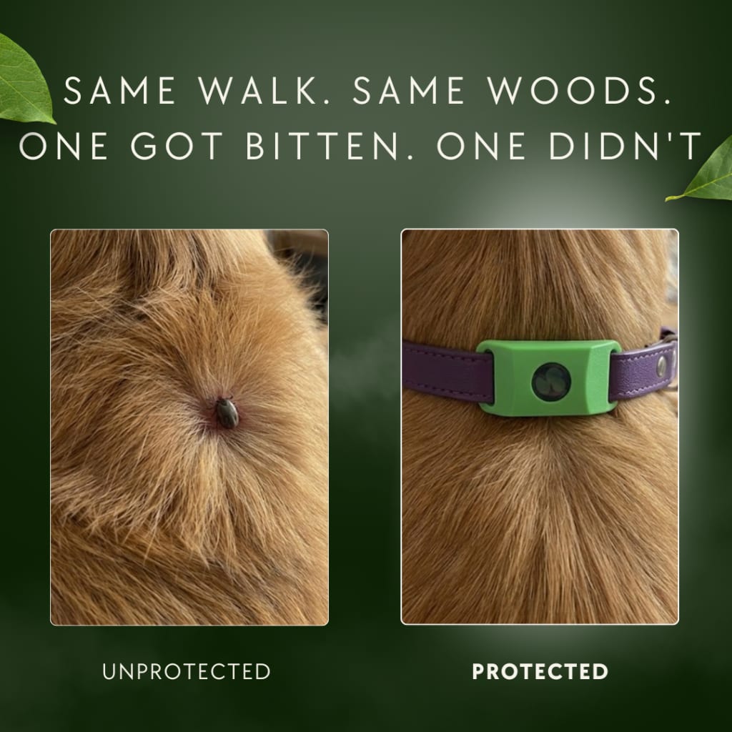 Zyrix Tick & Flea Shield
